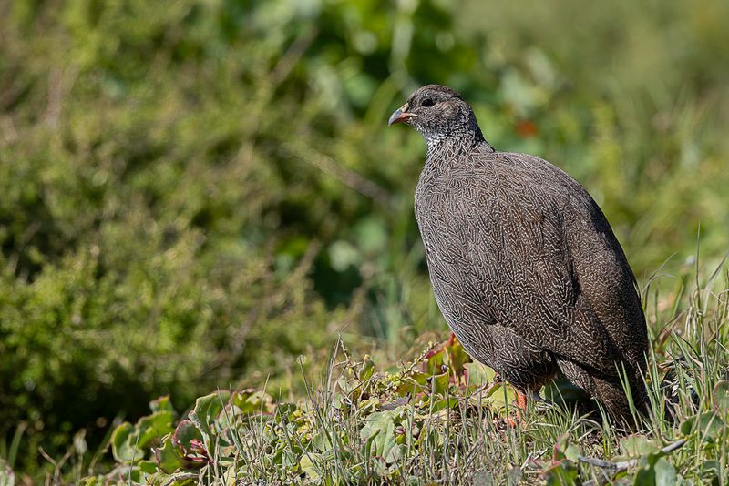 Cape Spurfowl