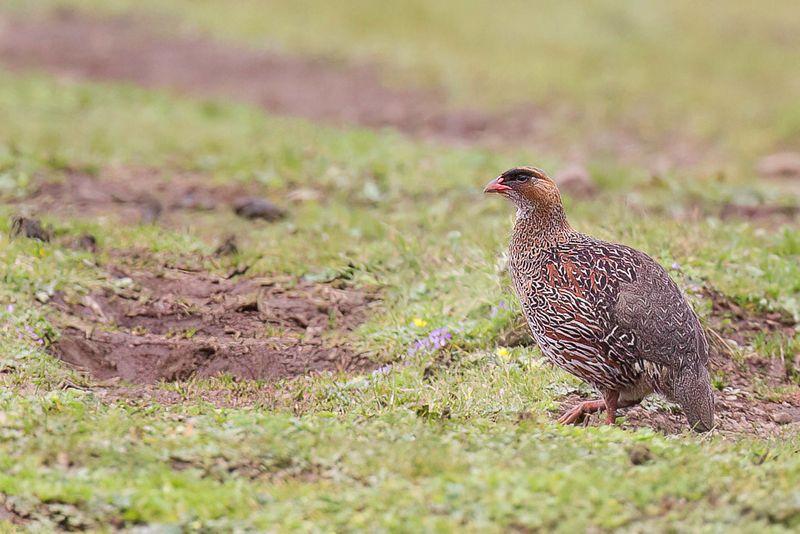 Chestnut-naped Francolin