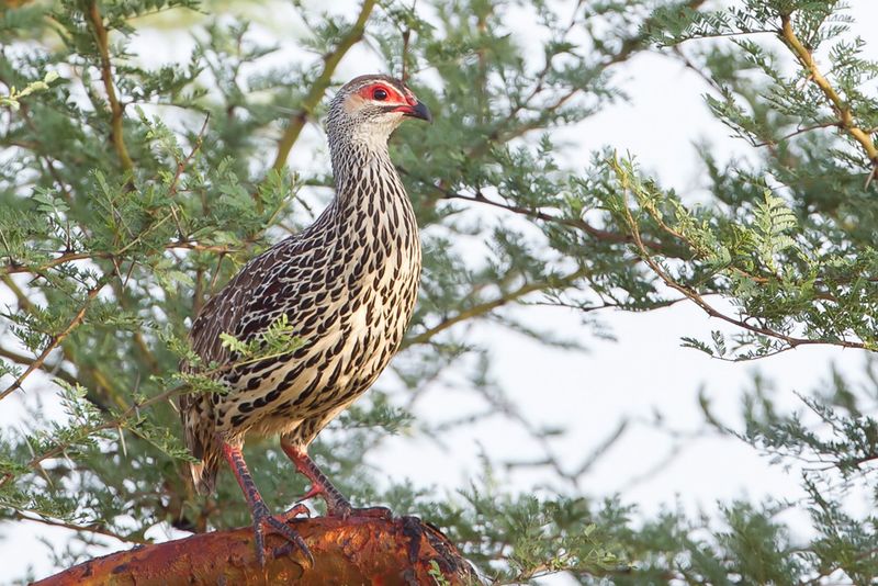 Clapperton's Francolin
