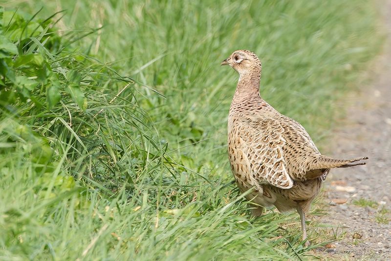 Common Pheasant (f)