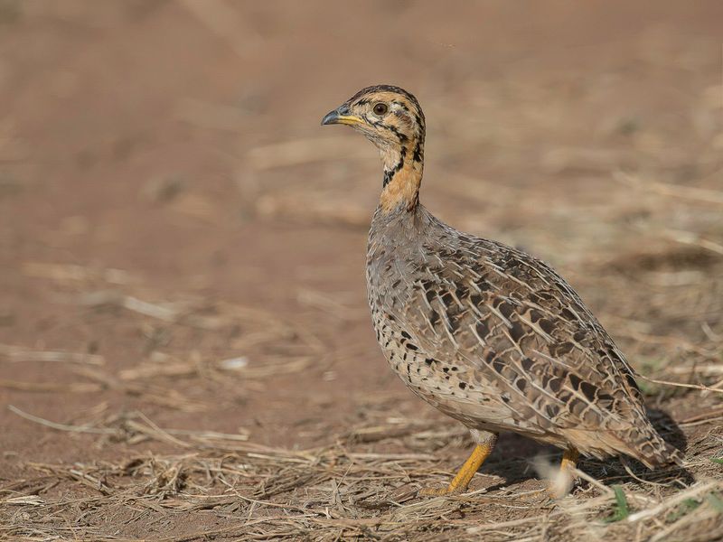 Coquie Francolin (f)