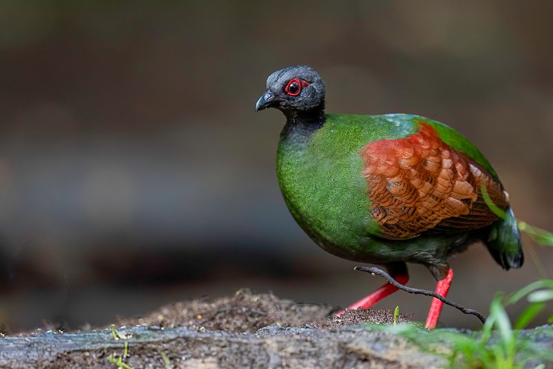 Crested Partridge (f)