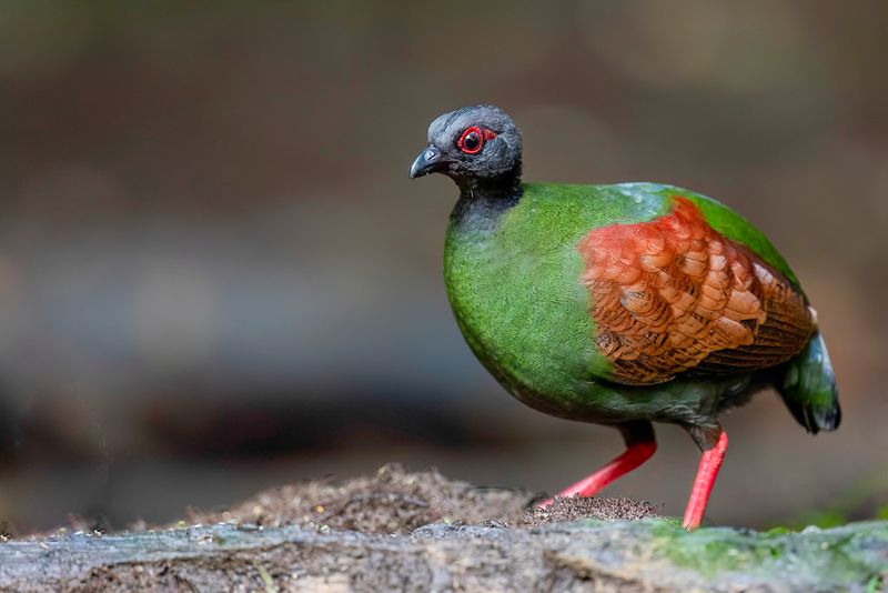 Crested Partridge (f)