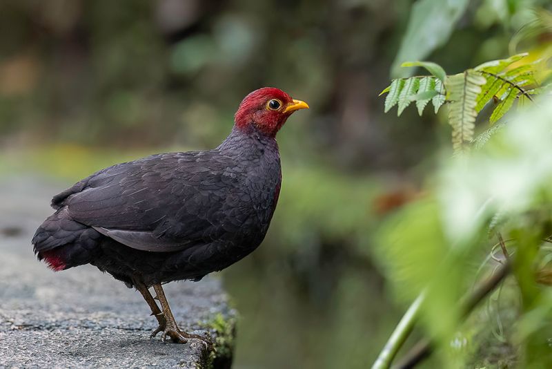 Crimson-headed Partridge (f)