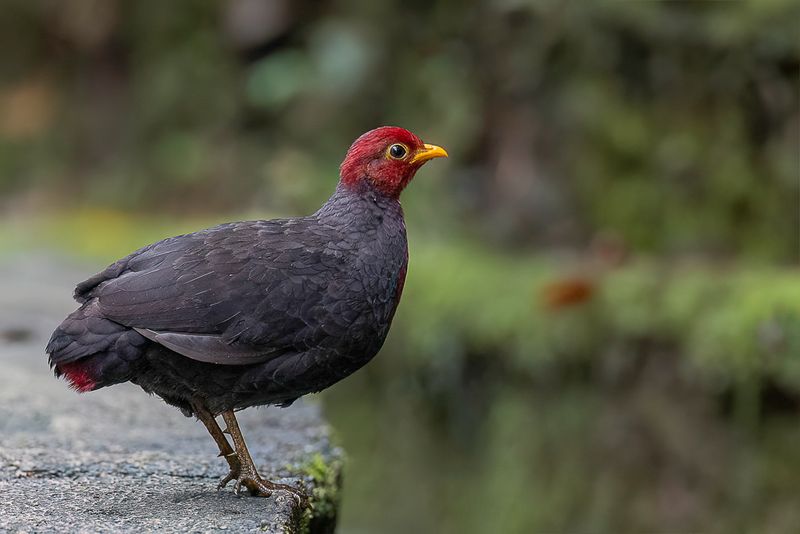 Crimson-headed Partridge (f)