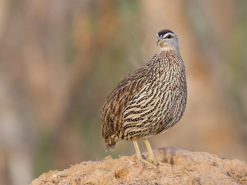 Double-spurred Francolin
