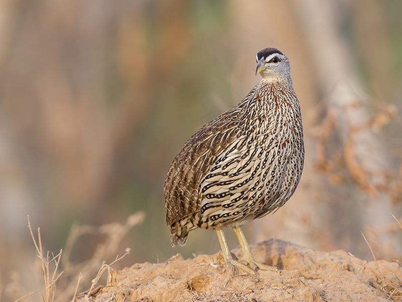 Double-spurred Francolin