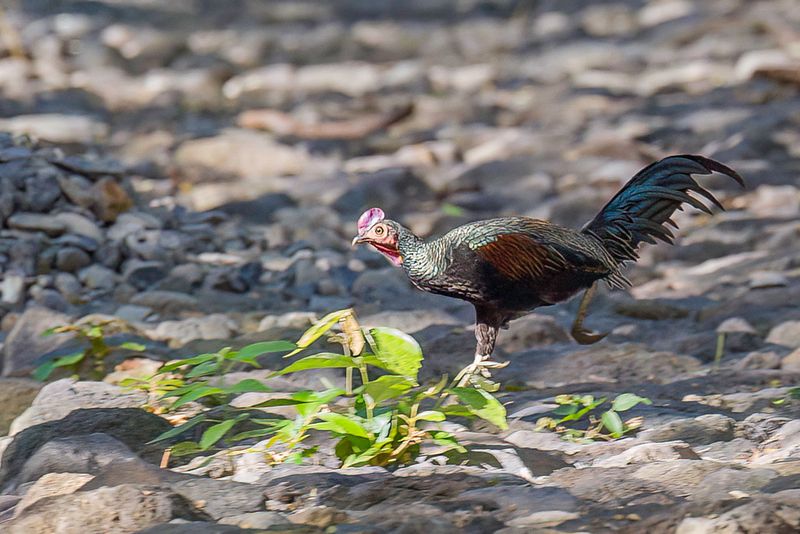 Green Junglefowl (m)