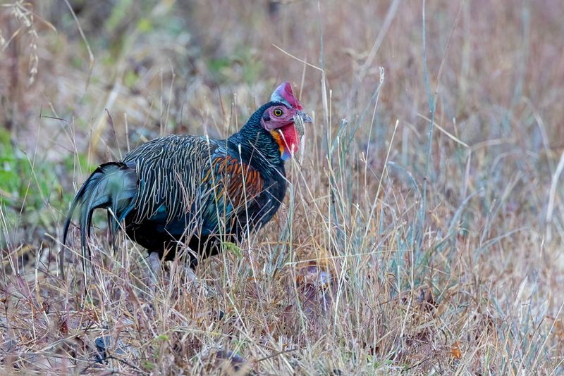 Green Junglefowl (m)