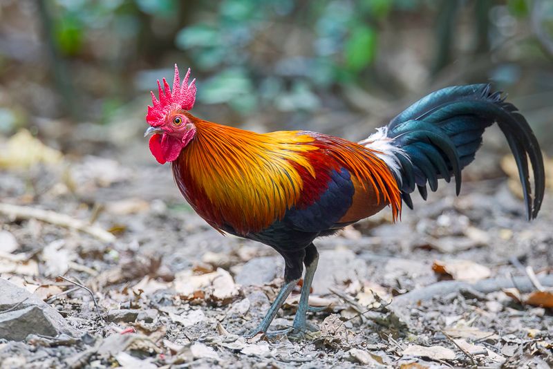 Red Junglefowl (m)