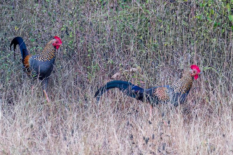 Grey Junglefowl