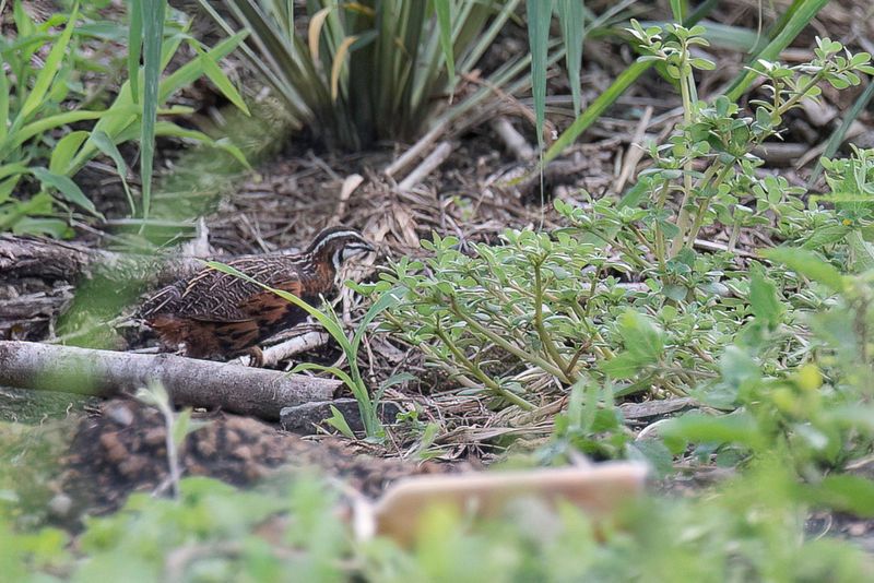 Harlequin Quail