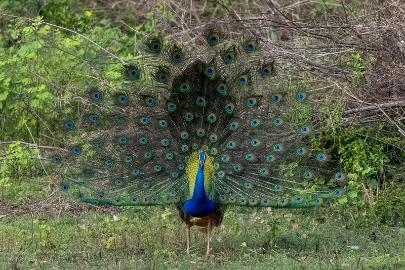 Indian Peafowl (m)