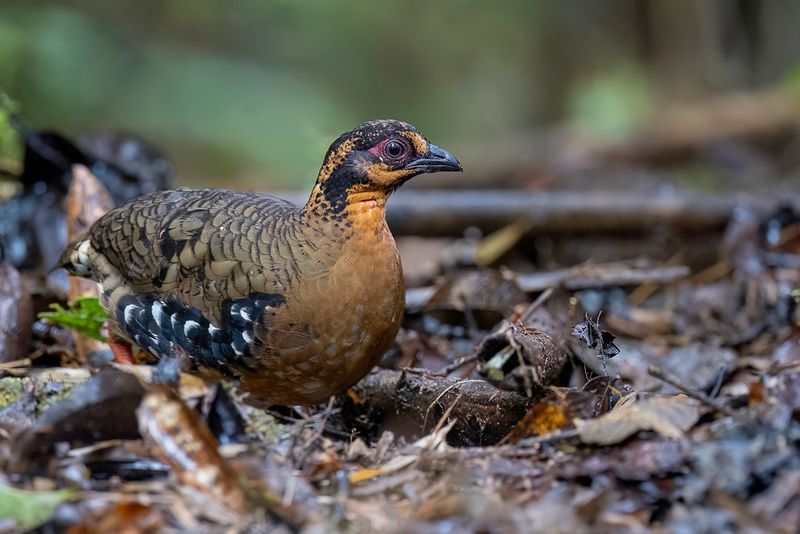 Red-breasted Partridge