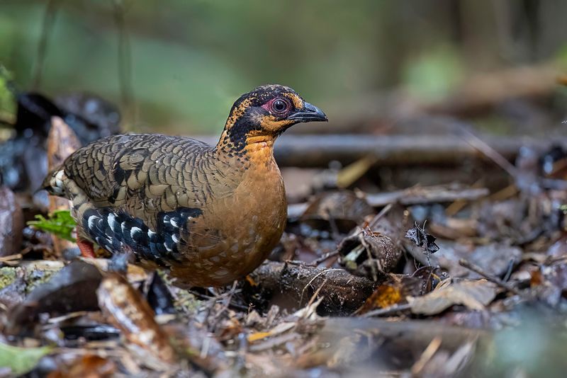 Red-breasted Partridge