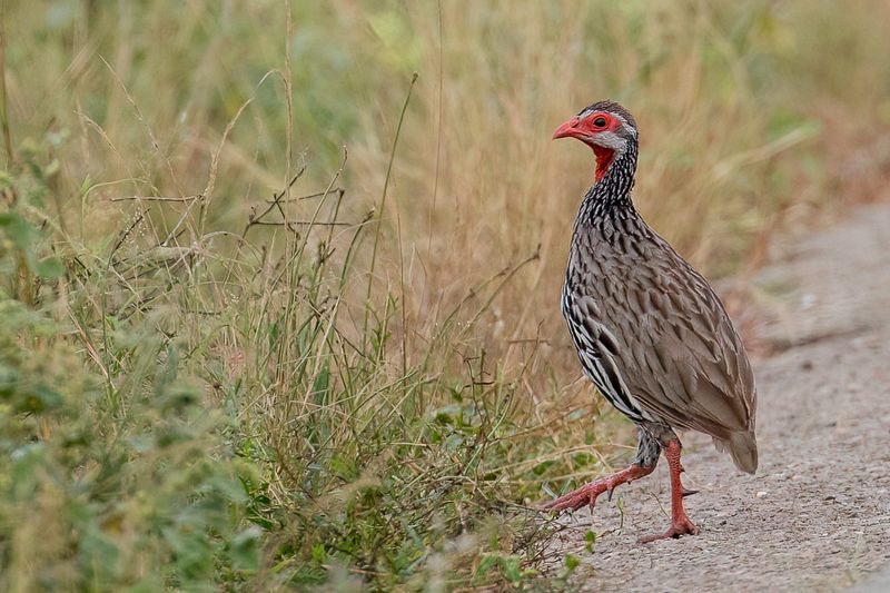 Red-necked Spurfowl