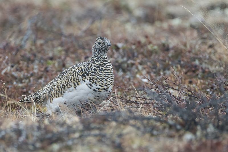 Rock Ptarmigan (f)