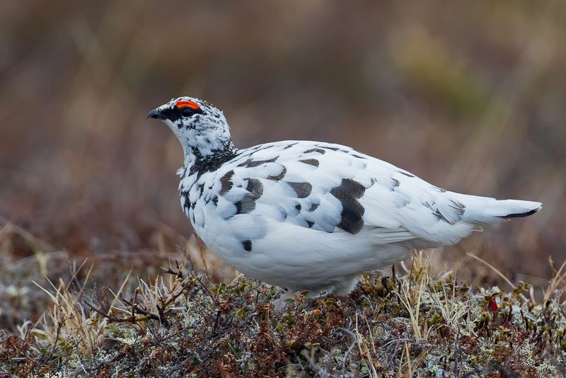 Rock Ptarmigan (m)