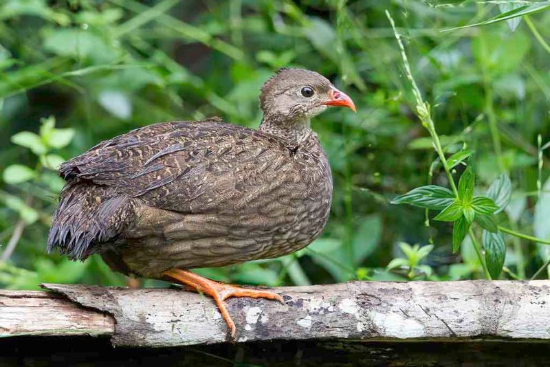 Scaly Francolin