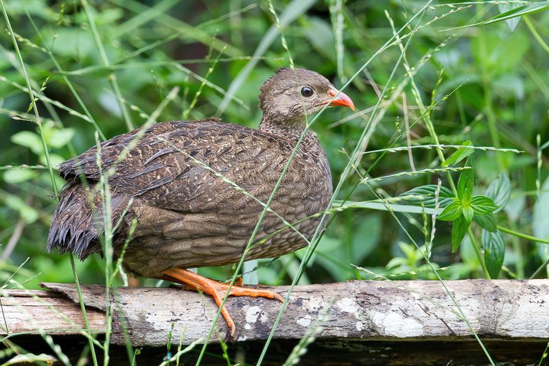 Scaly Francolin