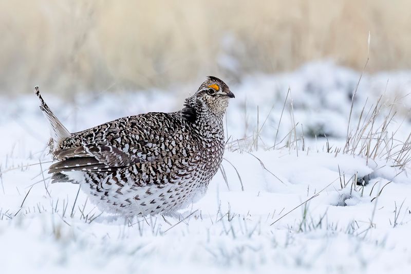 Sharp-tailed Grouse (m)