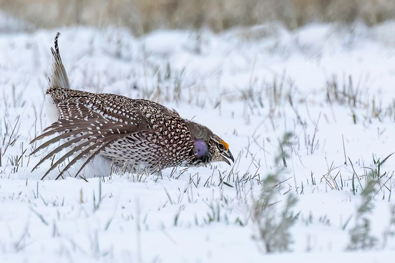 Sharp-tailed Grouse (m)