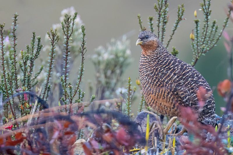 Snow Mountain Quail