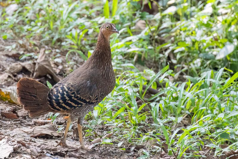 Sri Lanka Junglefowl (f)