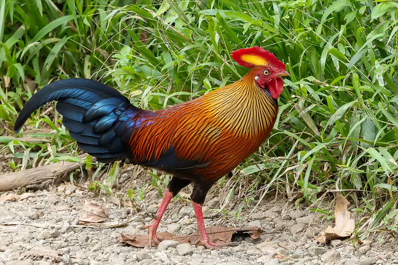 Sri Lanka Junglefowl (m)