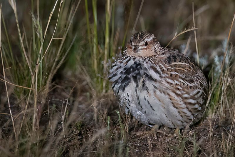 Stubble Quail