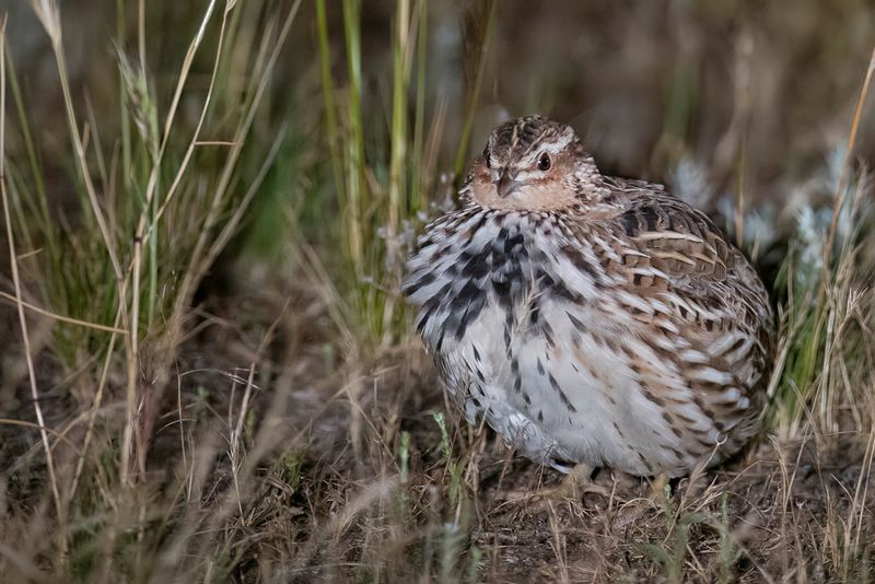 Stubble Quail