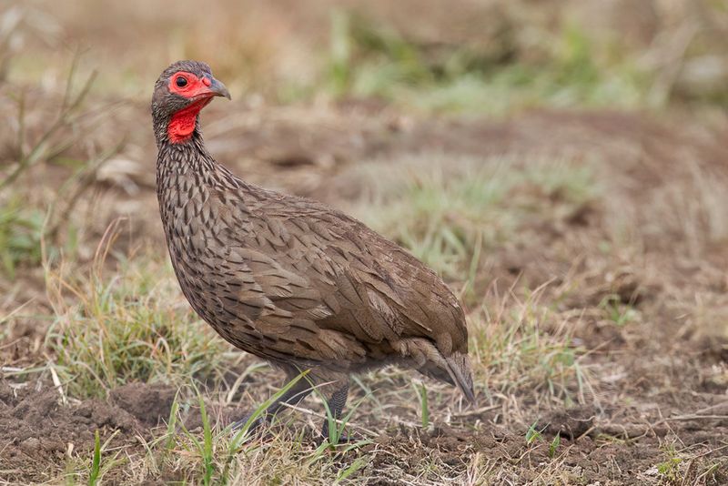 Swainson's Spurfowl