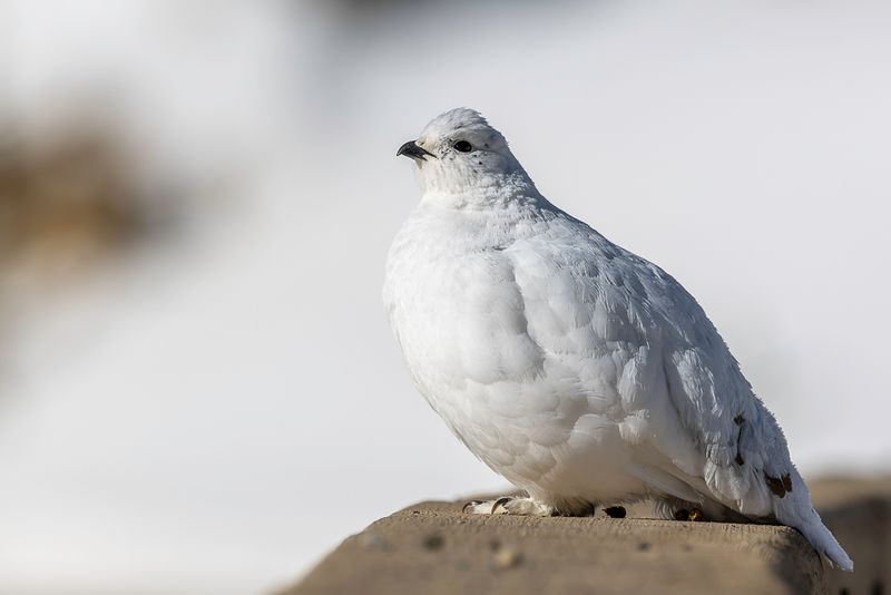 White-tailed Ptarmigan