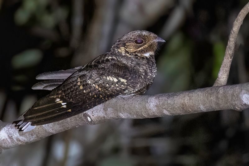 Andaman Nightjar