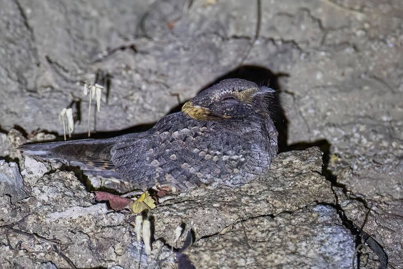 Buff-collared Nightjar