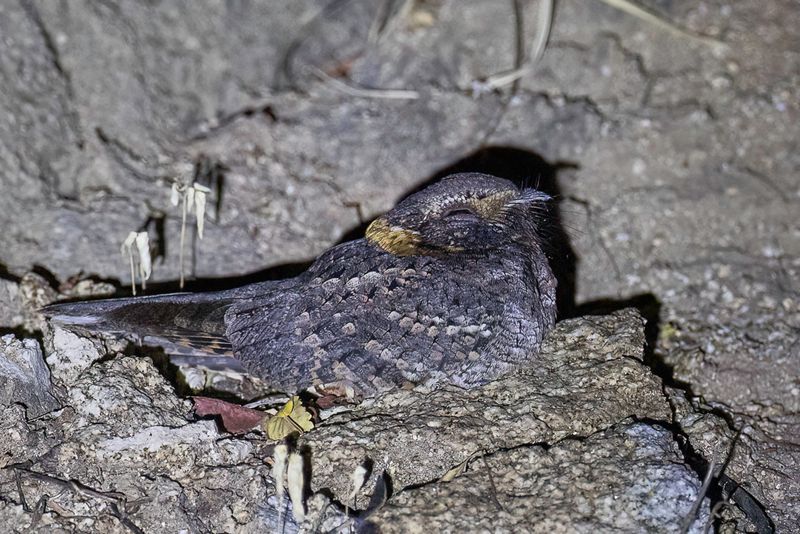 Buff-colored Nightjar