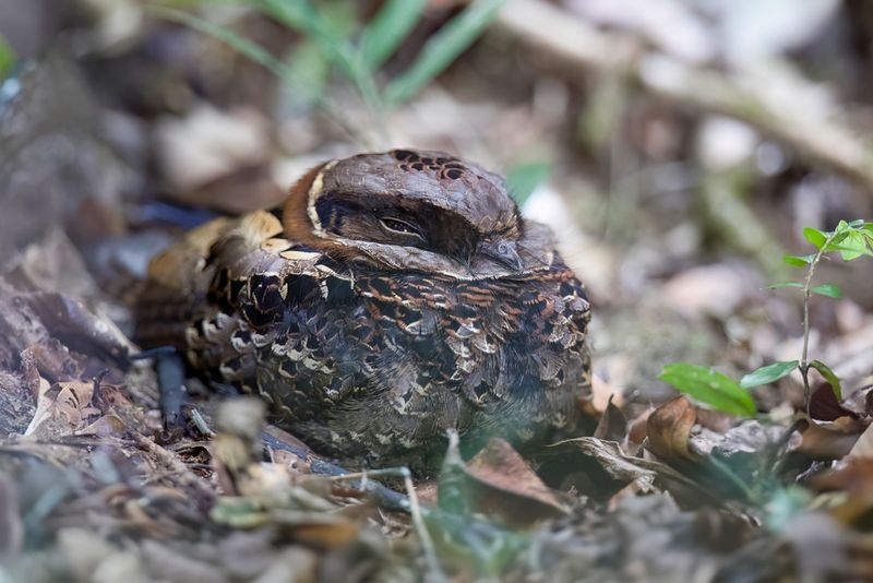 Collared Nightjar