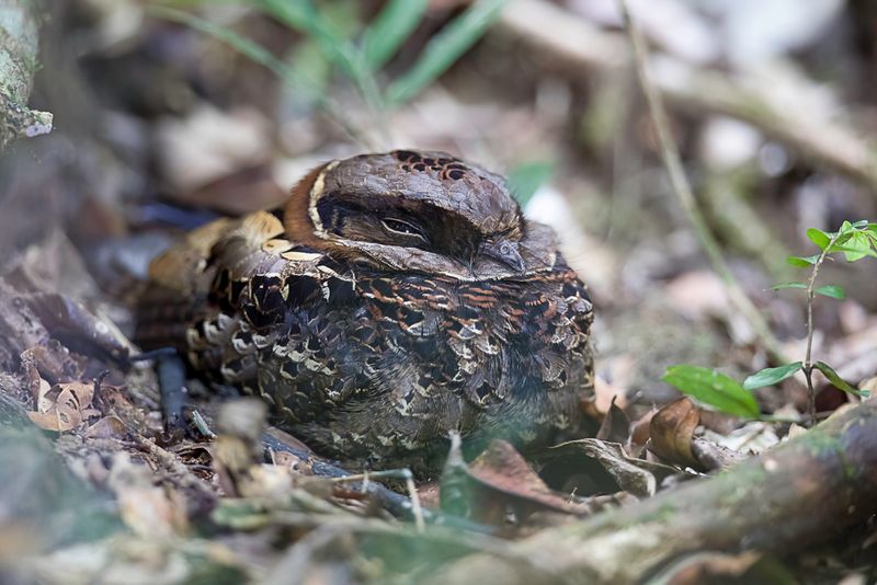 Collared Nightjar