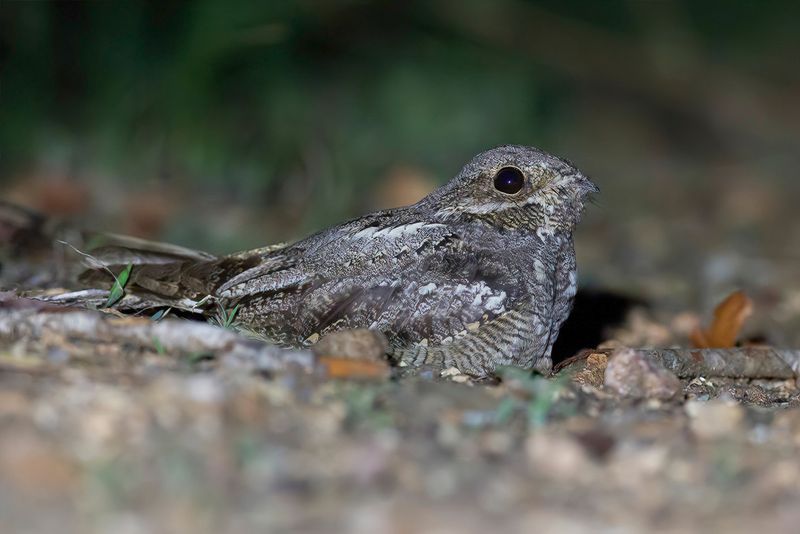 European Nightjar