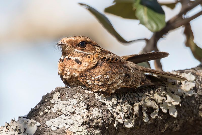 Fiery-necked Nightjar