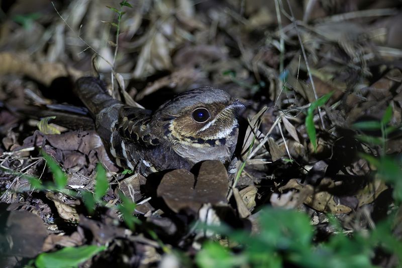 Jerdon's Nightjar