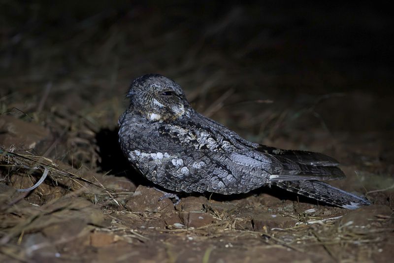Jungle Nightjar