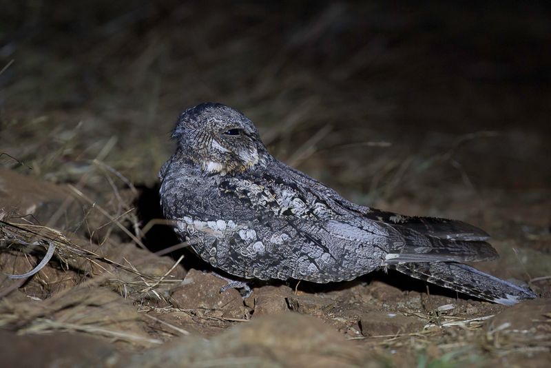 Jungle Nightjar