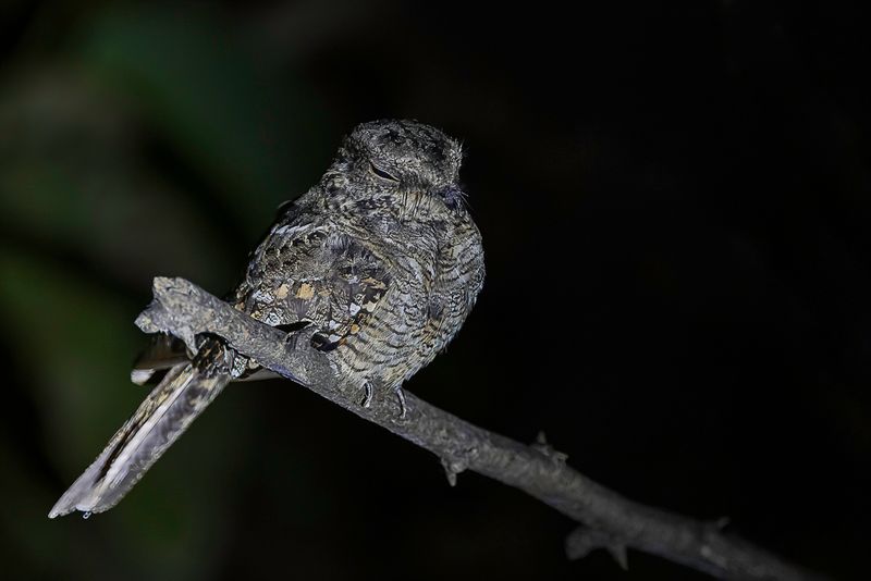 Ladder-tailed Nightjar