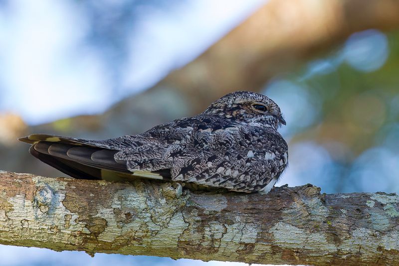 Little Nightjar