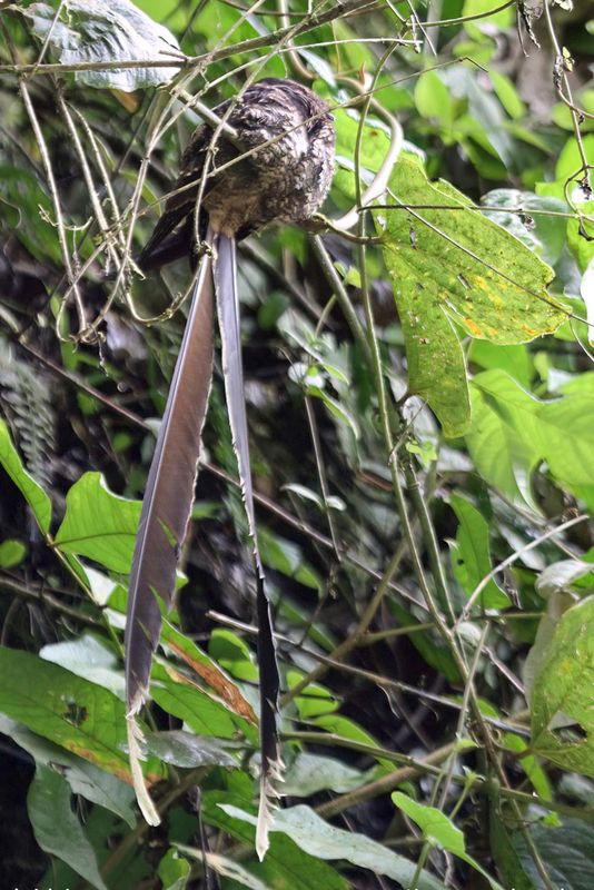 Lyre-tailed Nightjar (m)