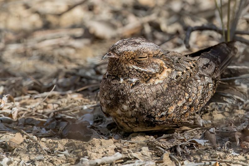 Madagascar Nightjar