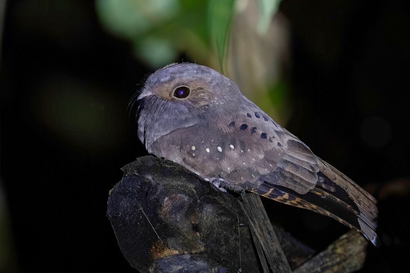 Ocellated Poorwill