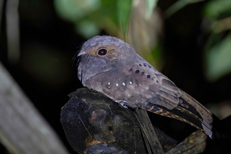 Ocellated Poorwill