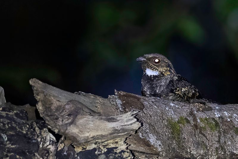 Philippine Nightjar